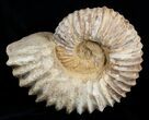 Massive ( inch Wide) Mantelliceras Ammonite #3751-1